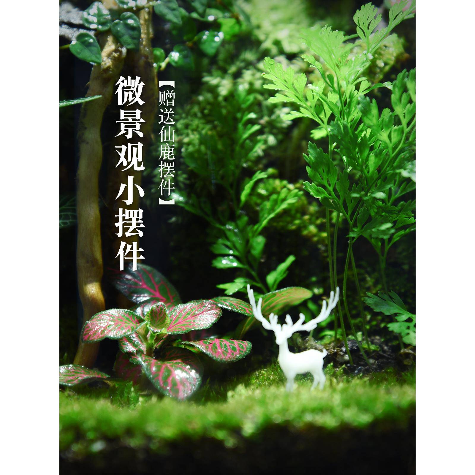 创意苔藓微景观生态瓶生态缸雨林造景绿植盆栽迷你植物小摆件成品