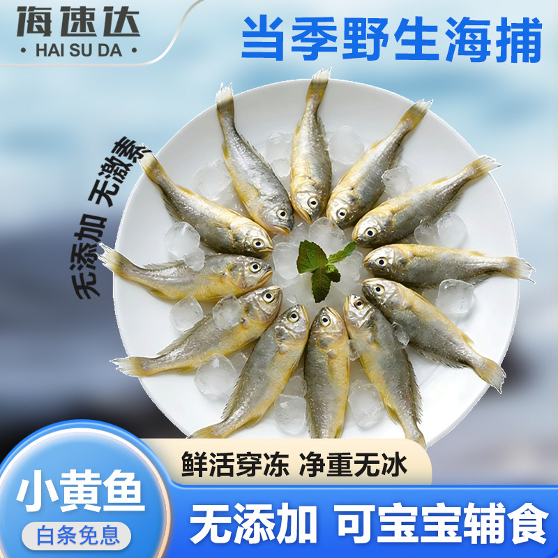 海速达舟山小黄鱼新鲜冷冻深海鲜水产黄花鱼生鲜冰鲜海鱼商用烧烤