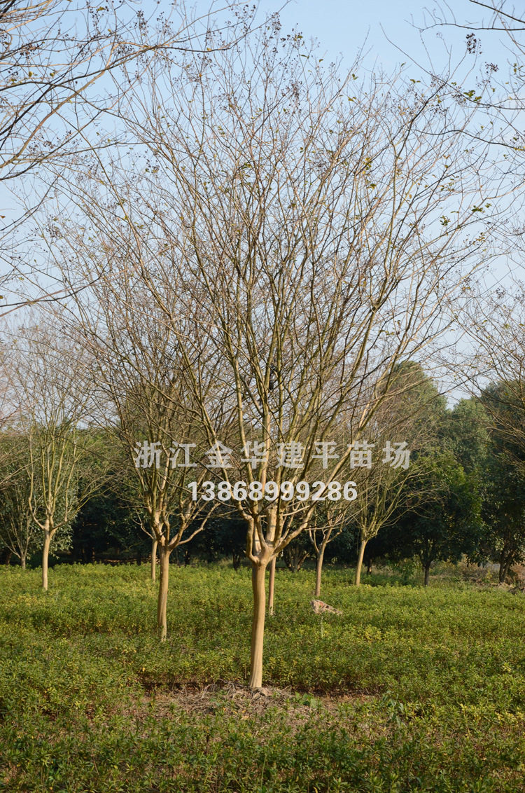 乔木紫薇树工程绿化苗木6公分