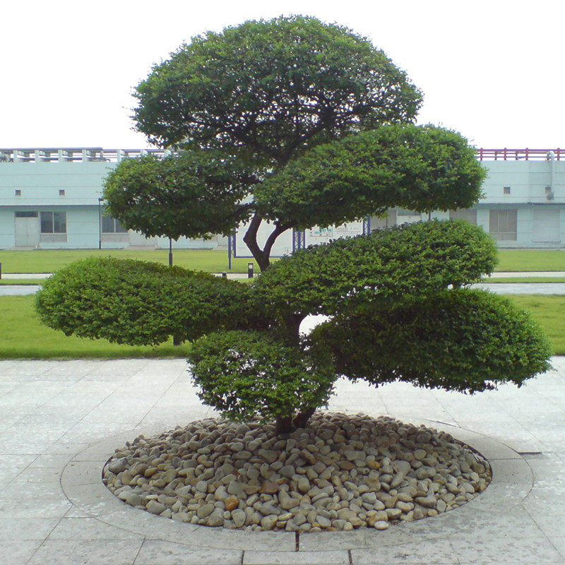小叶女贞盆景树苗造型树老桩庭院广场花园道路球型佳树木绿化苗木
