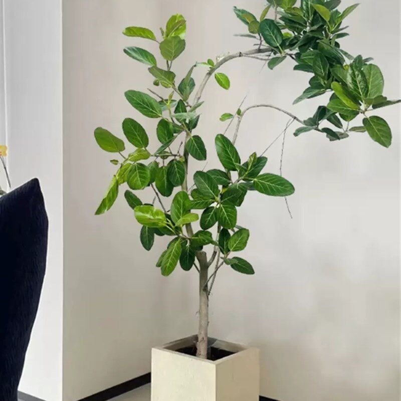 飘枝高山榕青叶橡皮树盆栽老桩客厅绿植落地好养花卉室内大型植物