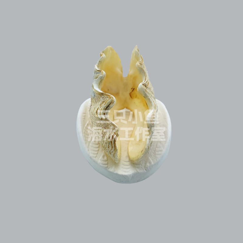 五爪壳海水珊瑚缸底座断枝硬骨按钮陶瓷底座托盘