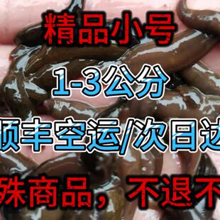 钓鱼蚂蝗活饵钓黄辣丁鲶鱼江团肥头翘嘴石扁头桂鱼鳜鱼无鳞鱼爆护