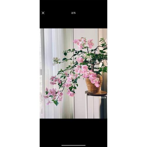 广红樱三角梅盆栽花苗四季开花树苗耐寒梅花卉好养原盆原土带花