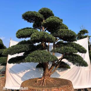 罗汉松造型树黑松大树庭院造型树盆景迎客松真树别墅景观树进口松