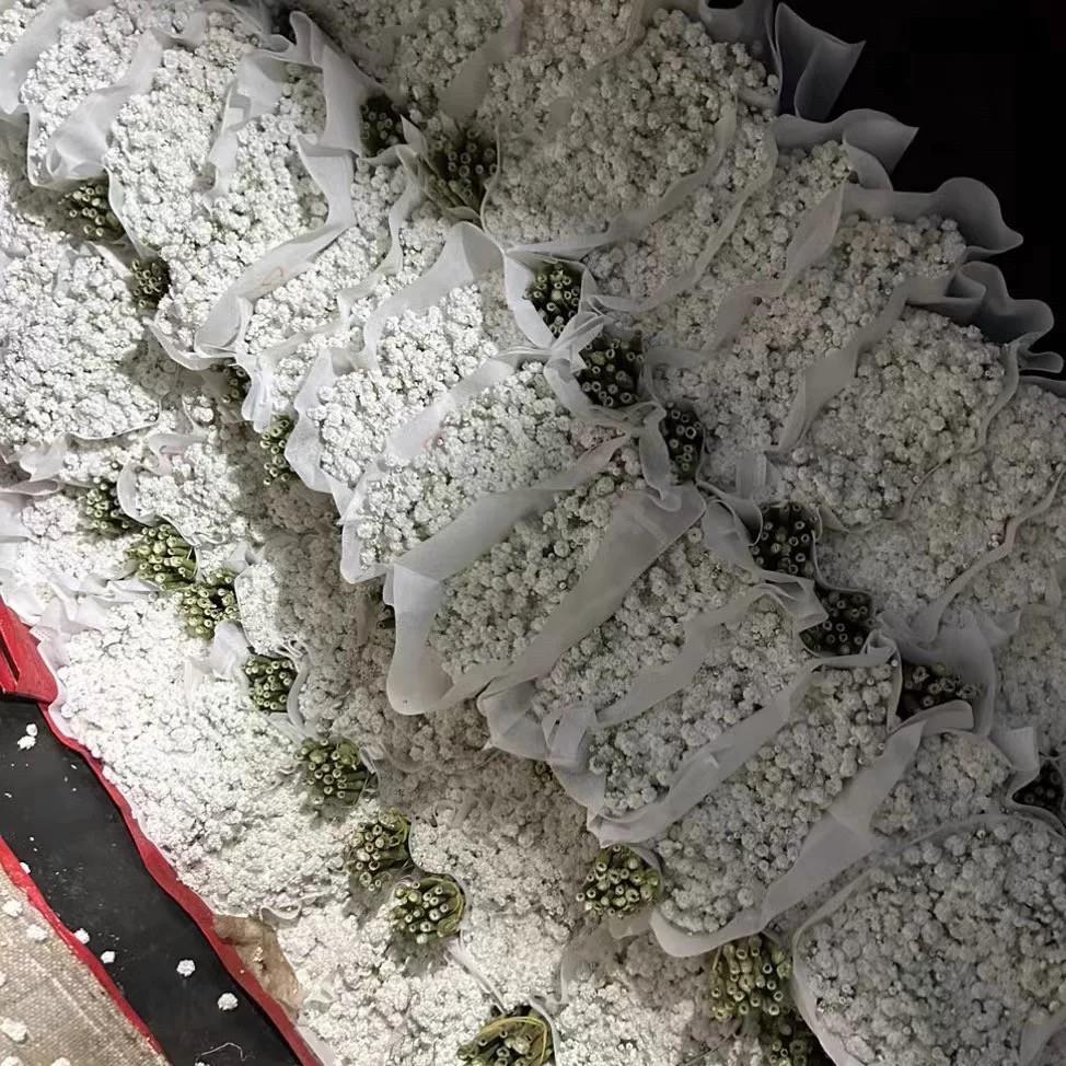 满天星干花花束天然真花鲜花家用客厅装饰摆件大白花