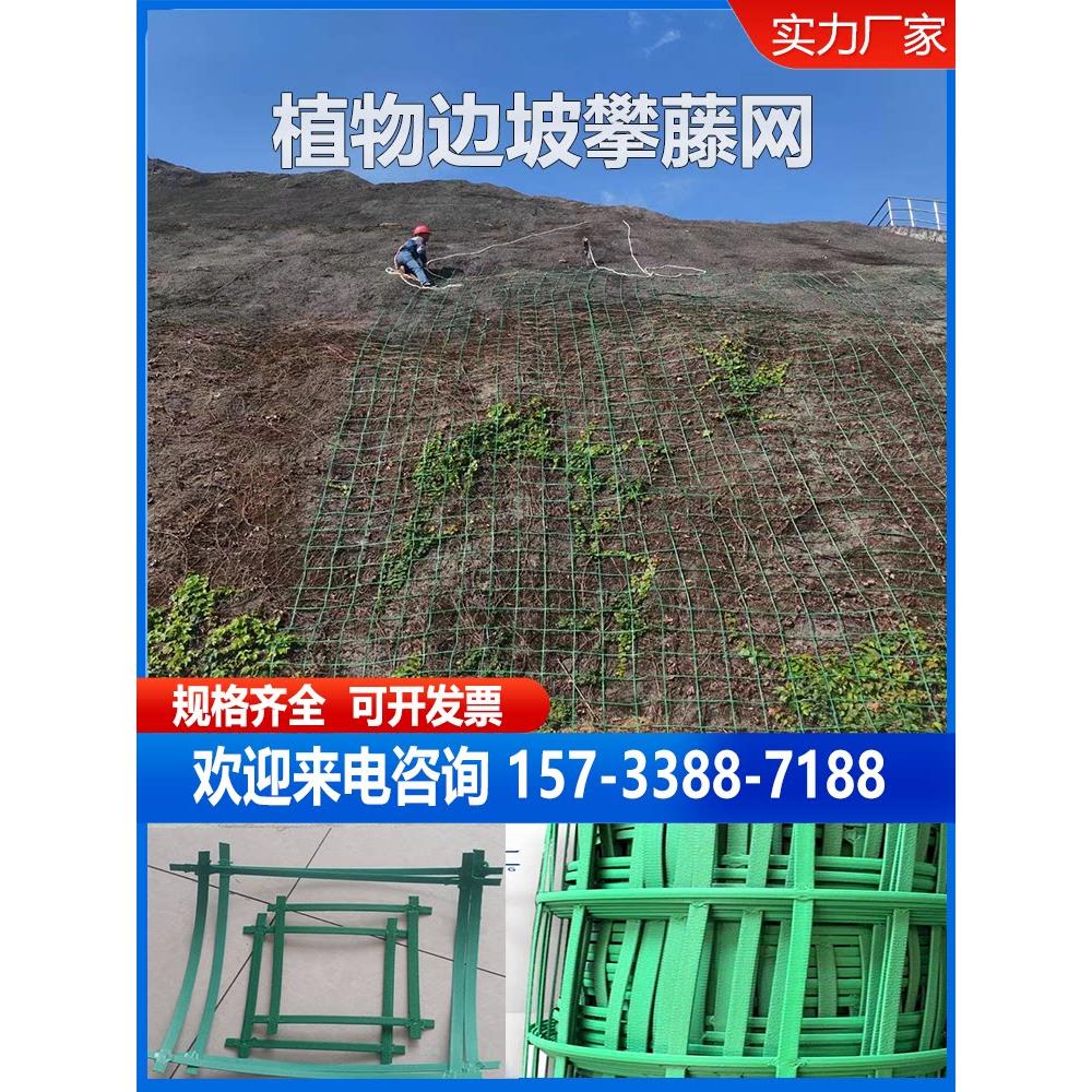 植物爬藤网边坡防护攀爬网藤条网绿化网防护网绿色钢塑格栅厂家
