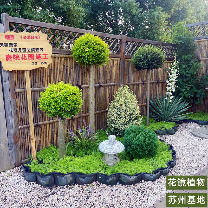 亮晶女贞棒棒糖川滇蜡树小叶亮金造型树老桩花园设计搭配花镜植物