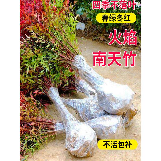 火焰南天竹盆栽客厅树苗室内植物盆景室外庭院耐寒竹子苗花卉绿植
