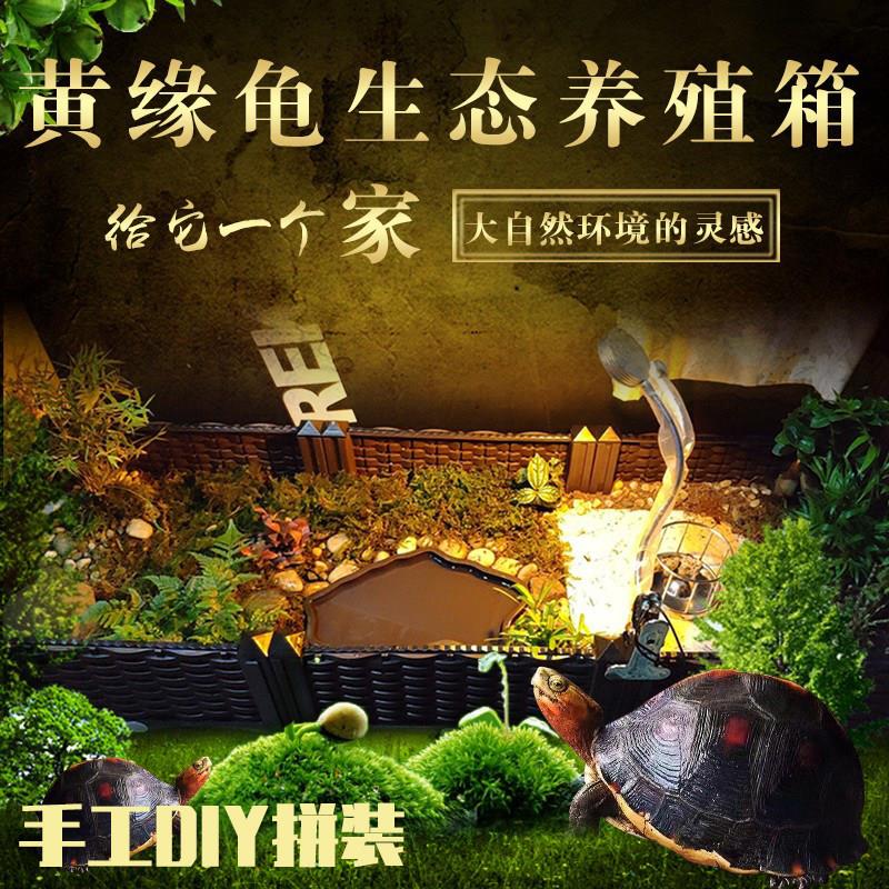 黄缘龟专用箱饲养环境幼龟苗饲养缸造景冬眠箱活体安缘龟台缘活物