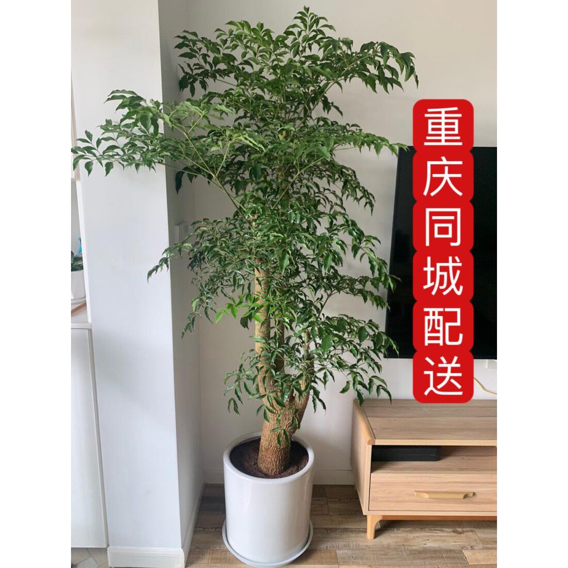 幸福树/大盆栽/室内外植物/大型绿植/花木/福贵树/美化环境