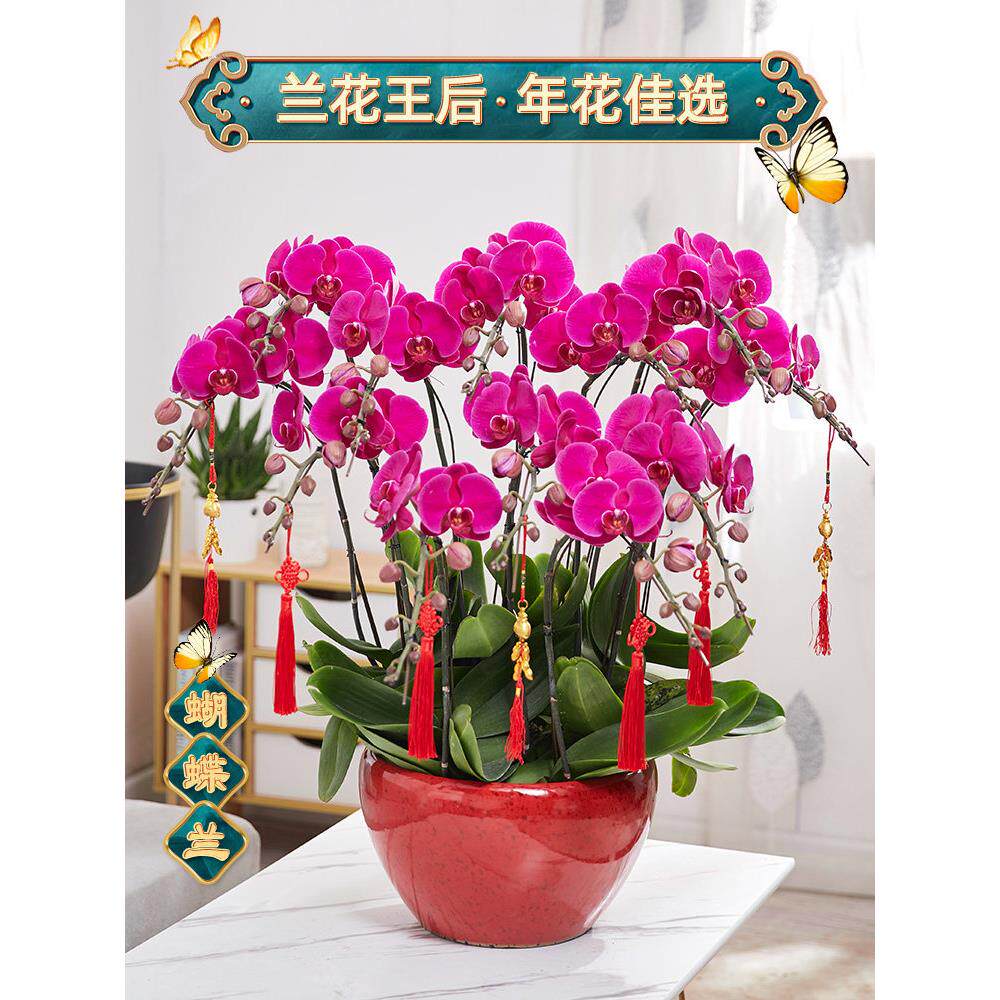 蝴蝶兰鲜花盆栽带花大盆室内真花带花苞双花剑同城特级高档年宵花