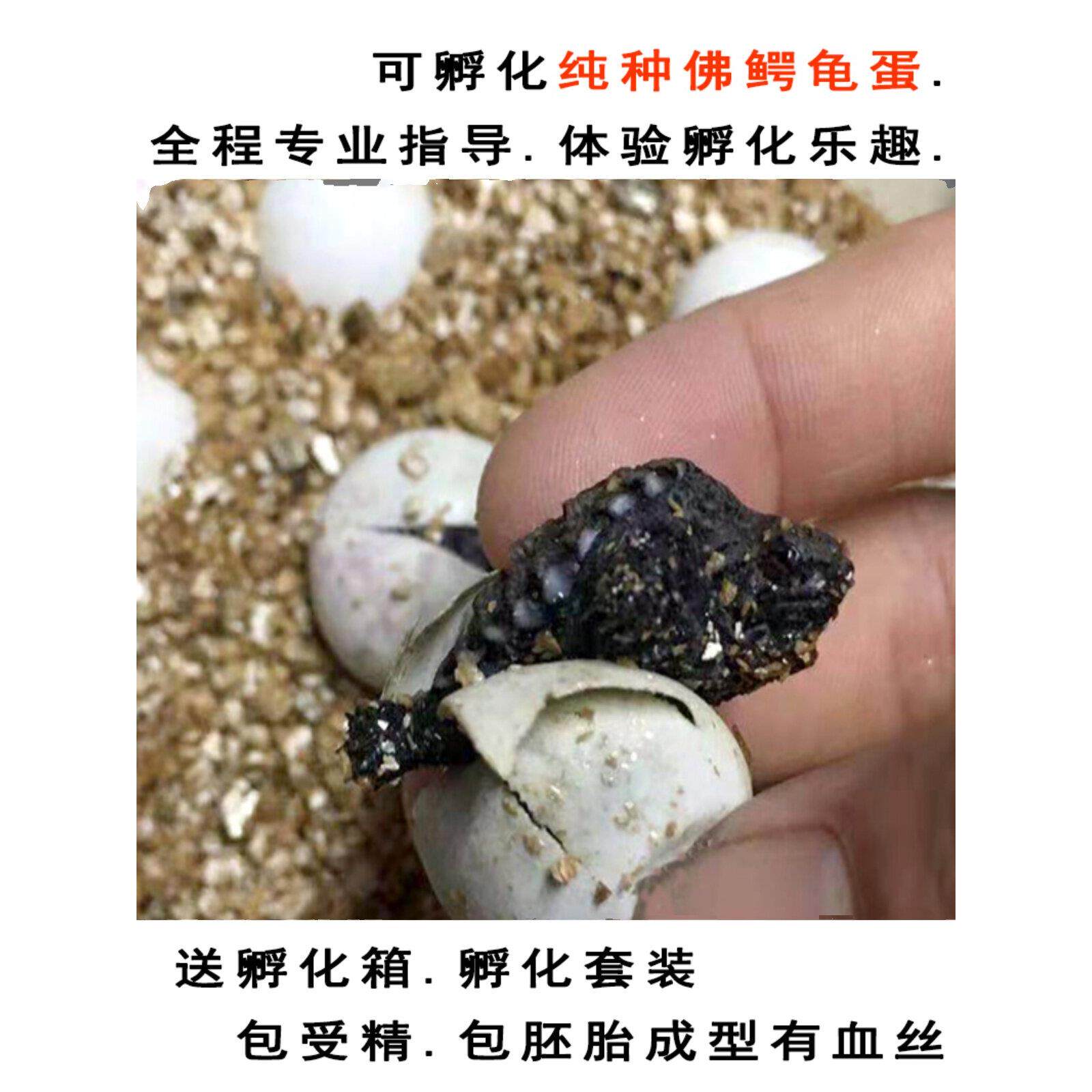 纯佛鳄龟蛋可孵化受精原种纯佛鳄龟可孵化受精蛋凶猛爆刺小鳄龟蛋