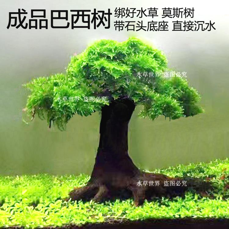 成品莫斯树 绑好水草巴西树 沉木水草树 鱼缸造景树林套餐 懒人树
