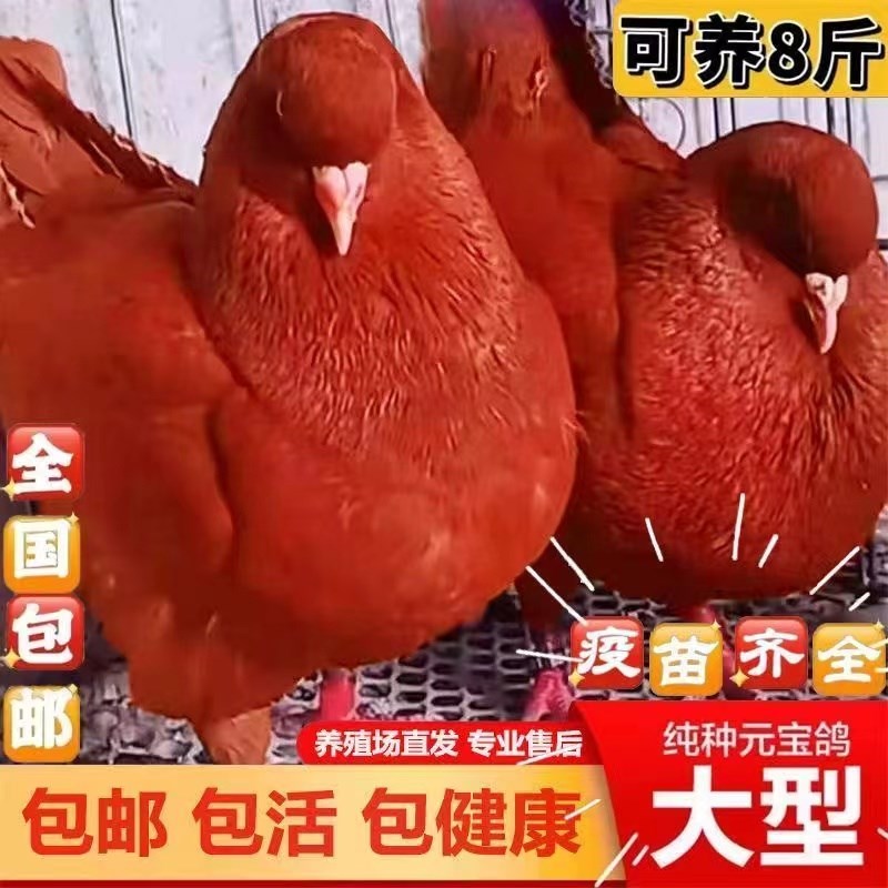 纯种巨型元宝鸽子j活公母一对大体种鸽幼鸽观赏宠物肉鸽包下蛋包