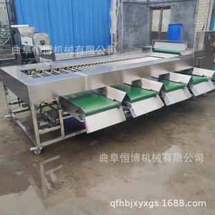 土豆筛选机商用 大型草莓分级机 多功能洋葱分选机 砂糖橘筛选机