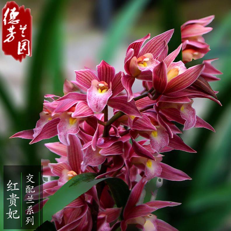 兰花苗带花苞惠兰红贵妃浓香兰花卉植物盆栽盆景室内阳台庭院好养