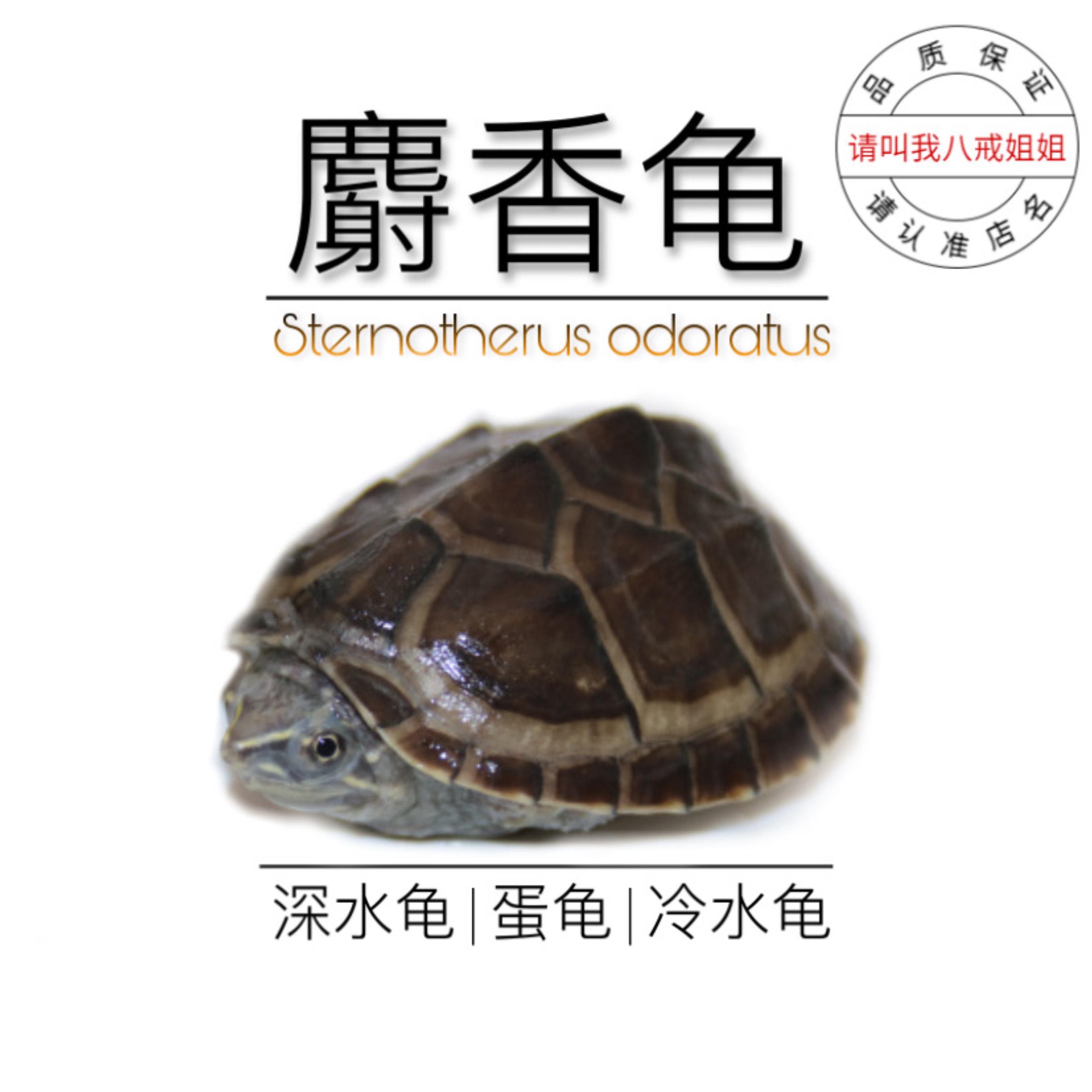 八戒乌龟麝香龟活物深水龟鱼缸混养宠物龟观赏龟好养耐活麝香龟苗