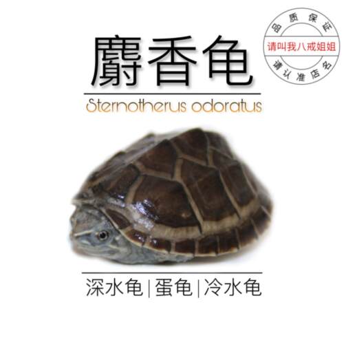 八戒乌龟麝香龟活物深水龟鱼缸混养宠物龟观赏龟好养耐活麝香龟苗