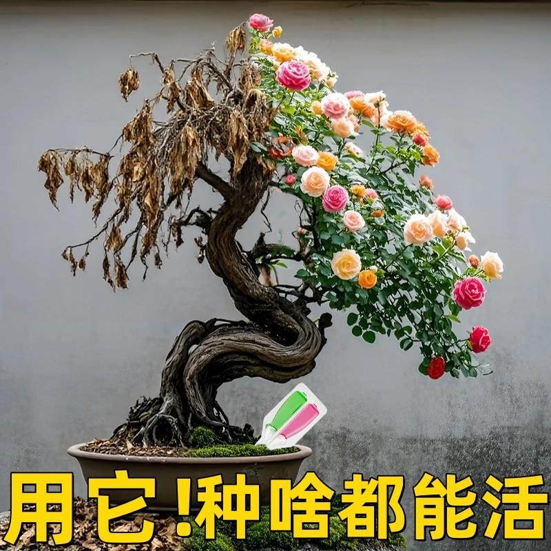 【死花覆活】德国植物双效剂花卉通用浓缩营养液水培多肉水溶肥,鲜花速递/花卉仿真/绿植园艺,土壤覆盖物,淘宝优惠券,粉丝福利购,淘宝优惠卷