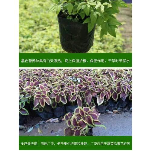 营养钵育苗杯育苗袋营养袋一次性黑色育苗盆苗圃育苗杯种植盆