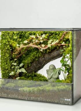 《Bamtri：Terrarium》塞尔达海利亚桌面苔藓微景观直角缸植物摆