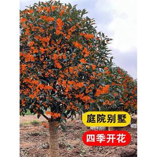 桂花树苗庭院地栽金桂丹桂原生桂树大树苗植物浓香花卉四季桂常青