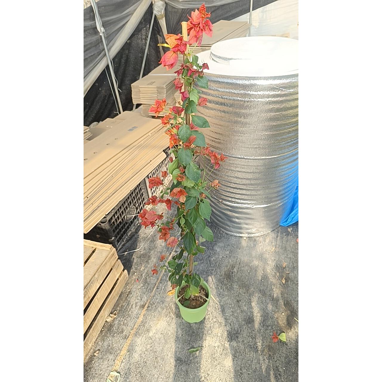 三角梅盆栽带花原生高飘佩德罗带花苞胭脂红朱砂红