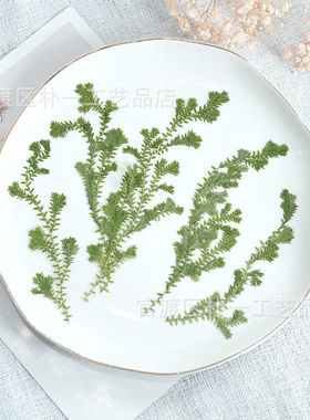 绿色翠云草真花压花植物标本prssed flowers干花押花森系DIY资材
