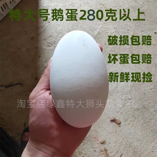 潮汕特产特大号狮头鹅蛋现捡蛋280 350克之间双黄鹅蛋超大新鲜