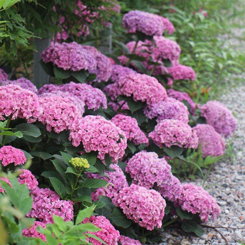 种花王大爷 球晴天绣球花苗盆栽花卉植物观花八仙花阳台,鲜花速递/花卉仿真/绿植园艺,绣球/木绣球/木本植物,淘宝优惠券,粉丝福利购,淘宝优惠卷
