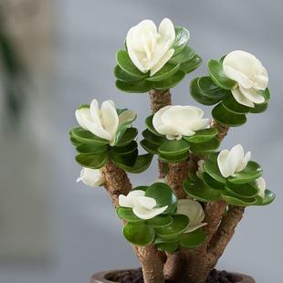 易养活花 金钱木老桩多肉植物绿植室内盆栽客厅花卉办公室桌面四季