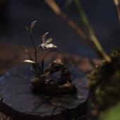 月拾伍 银兰花香插太湖石黄铜高端香插茶台摆件家居装 饰台面饰品