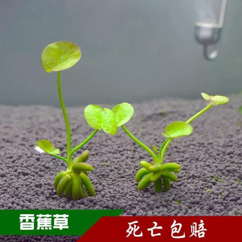 香蕉草水草植物真草鱼缸水草造景鱼草缸绿植新手懒人养鱼睡莲浮萍