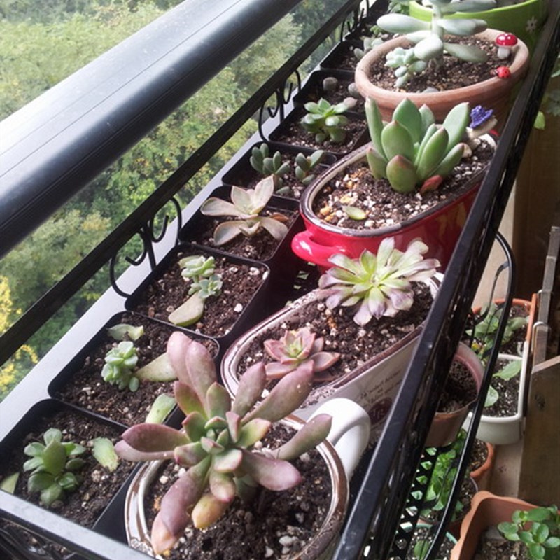 欧式包邮阳台花架悬挂式多层栏杆铁艺花盆架壁挂多肉吊兰绿萝架子