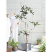 饰 饰民宿装 模拟植物孔雀木绿色植物盆栽屋安静风格 室内客厅地板装