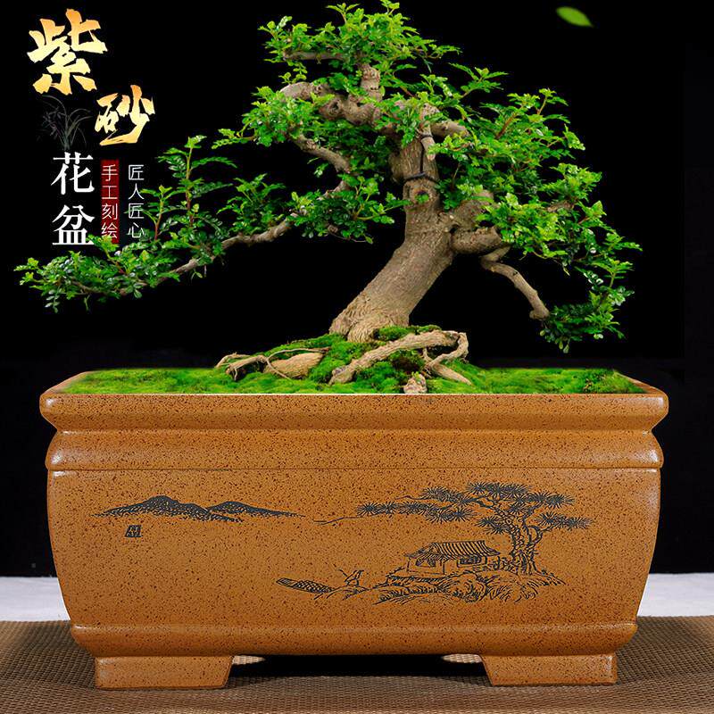 紫砂花盆长方形加深梅花老桩盆景盆特大号马槽海棠罗汉松榕树盆栽