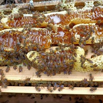 农场原产冬蜜野鸭脚木蜜纯天然土蜂百花蜜食用结晶蜜