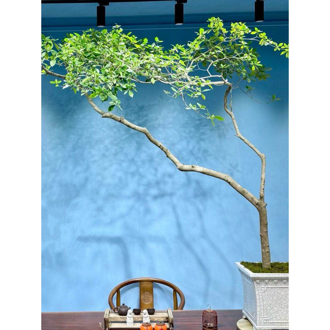 正宗海岛栀子花春花四季盆栽植物室内好养办公室桌茶室庭院盆造景