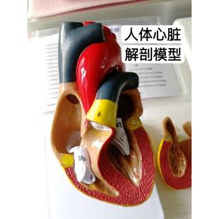 1:1心脏解剖教学模型 可拆卸医学教学模型 自然尺寸心脏模型