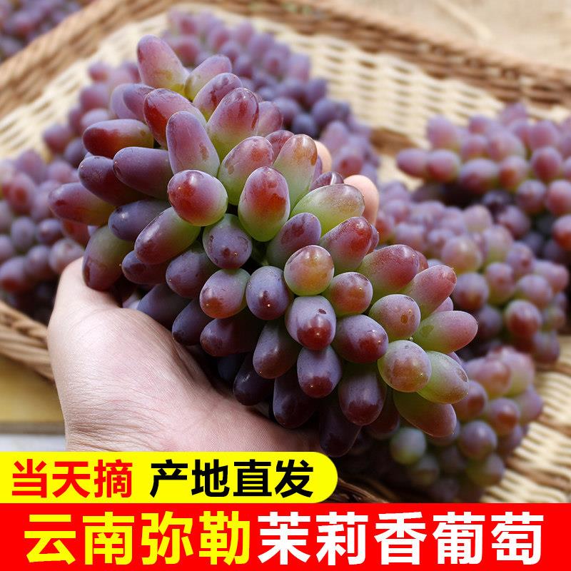 现货 茉莉香葡萄玫瑰香云南弥勒新鲜水果孕妇花香郁金香无籽提