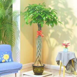 辫子发财树大颗客厅办公室大盆栽大型室内绿植招财树摆件zb