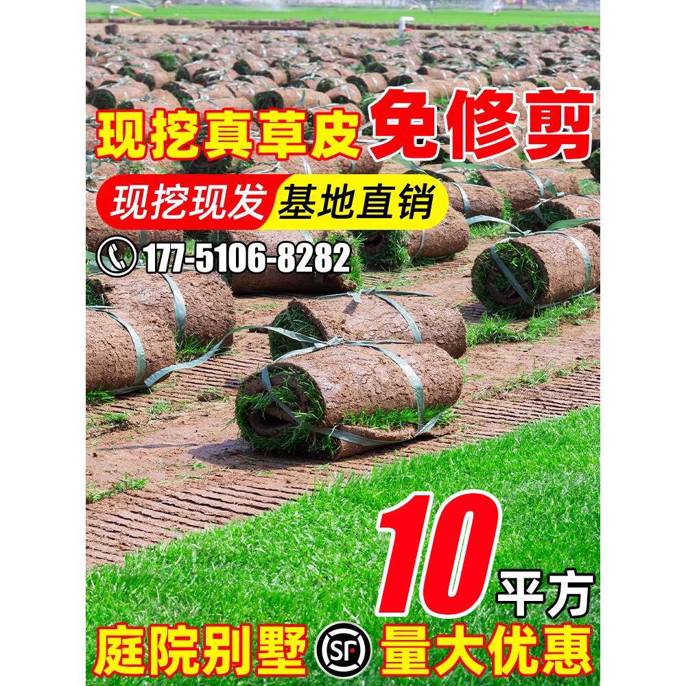 草皮真草坪带泥土别墅花园绿化四季青果岭草百慕大马尼拉草皮带土