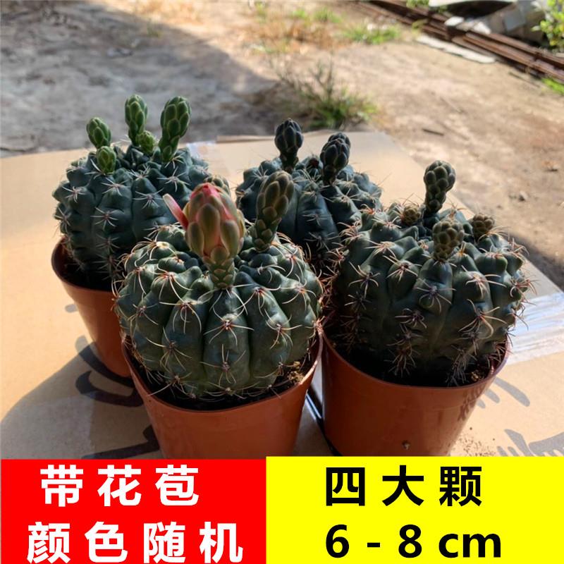 菲花玉绯花玉带花苞套餐超大颗室内开 花仙人球类多肉植物盆栽组图片