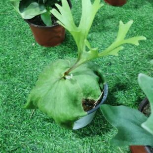 120#亚洲猴脑鹿角蕨非洲猴脑鹿角蕨