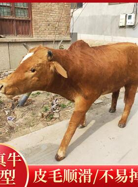 彷真动物黄牛模型西门塔尔牛装饰标本庭院耕地牛水牛大型风景区摆