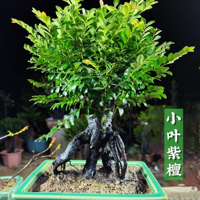 名贵小叶紫檀盆景老桩树苗四季好养绿植办公室桌面室内黑骨茶盆栽