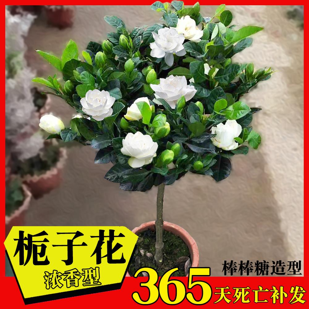 独杆栀子花盆栽带花苞老桩树苗室外大叶牡丹棒棒糖阳台浓香型花卉