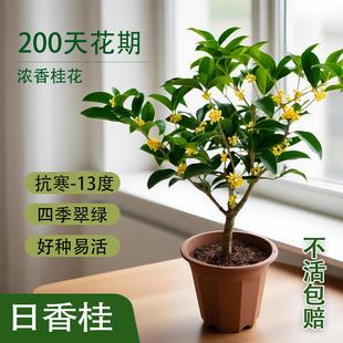 5~6年日香桂花盆栽土培水培经常开花好种易活浓香200多天花期