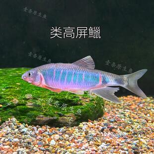 类高屏鱲溪流缸原生缸草缸冷水鱼群游好养耐活观赏鱼淡水原生鱼